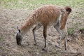 Guanaco (Lama guanicoe), also known as the Guanaco llama. Royalty Free Stock Photo