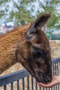 The guanaco Lama guanicoe is a camelid native to South America