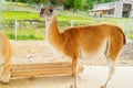 Guanaco Lama guanicoe