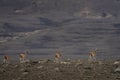 guanaco, lama guanicoe