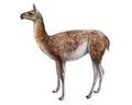 Guanaco, Lama guanicoe Royalty Free Stock Photo