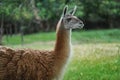 Guanaco - South american camelid