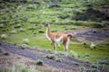 Guanaco - Lama guanicoe - Torres del Paine - Patagonia - Chile