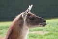 Guanaco - Lama guanicoe