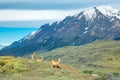 Guanaco lamas in national park Torres del Paine mountains, Patagonia, Chile, America