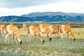 Guanaco lamas in national park Torres del Paine mountains, Patagonia, Chile, America