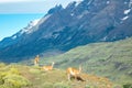 Guanaco lamas in national park Torres del Paine mountains, Patagonia, Chile, America