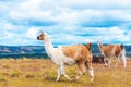 Guanaco lamas in national park Torres del Paine mountains, Patagonia, Chile, South America. Copy space for text