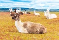 Guanaco lamas in national park Torres del Paine mountains, Patagonia, Chile, South America. Copy space for text