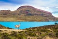 Guanaco that lives in South America