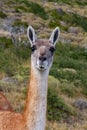 Guanaco llama species in chiean Patagonia in national park Torres del Paine