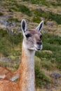 Guanaco llama species in chiean Patagonia in national park Torres del Paine