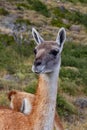 Guanaco llama species in chiean Patagonia in national park Torres del Paine