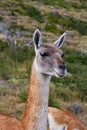 Guanaco llama species in chiean Patagonia in national park Torres del Paine