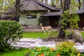 Guanaco llama walking outdoor in the garden