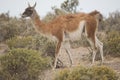 Guanaco munching