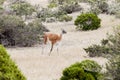 Guanaco in the national park of Punta Tombo, Argentina