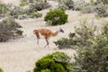 Guanaco in the national park of Punta Tombo, Argentina