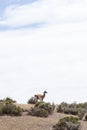 Guanaco in the national park of Punta Tombo, Argentina