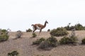 Guanaco in the national park of Punta Tombo, Argentina