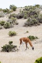 Guanaco in the national park of Punta Tombo, Argentina