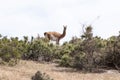 Guanaco in the national park of Punta Tombo, Argentina