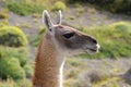 Guanaco in National Park Torres del Paine