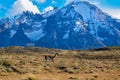 Guanaco in Parque Nacional Torres del Paine, Chile Royalty Free Stock Photo