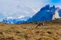 Guanaco in Parque Nacional Torres del Paine, Chile Royalty Free Stock Photo