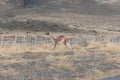 Guanaco in Parque Nacional Torres del Paine in Chile Royalty Free Stock Photo