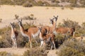 Guanaco in Patagonia