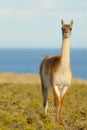 Guanaco in Patagonia Royalty Free Stock Photo