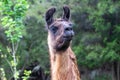 Guanaco. Portrait beautiful animal. North Island, New Zealand