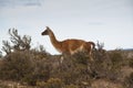 Guanaco at Punta Tombo, Argentina