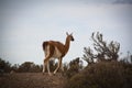 Guanaco at Punta Tombo, Argentina Royalty Free Stock Photo