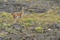 Guanaco on a rocky hill