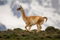 Guanaco runs down ridge with mountains behind