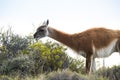 Guanaco in semidesertic landscape, Peninsula Valdes, Royalty Free Stock Photo