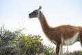 Guanaco in semidesertic landscape, Peninsula Valdes, Royalty Free Stock Photo