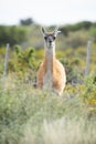 Guanaco in semidesertic landscape, Peninsula Valdes, Royalty Free Stock Photo