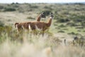 Guanaco in semidesertic landscape, Peninsula Valdes, Royalty Free Stock Photo