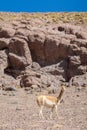 Guanaco standing at Atacama Desert Royalty Free Stock Photo