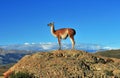 Guanaco Royalty Free Stock Photo