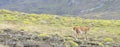 Guanaco standing in a small hill