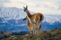 Guanaco stands on the crest of the mountain backdrop of snowy peaks. Torres del Paine. Chile. Royalty Free Stock Photo