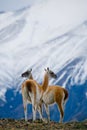 Guanaco stands on the crest of the mountain backdrop of snowy peaks. Torres del Paine. Chile. Royalty Free Stock Photo