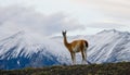 Guanaco stands on the crest of the mountain backdrop of snowy peaks. Torres del Paine. Chile. Royalty Free Stock Photo