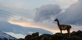 Guanaco stands on the crest of the mountain backdrop of snowy peaks. Torres del Paine. Chile. Royalty Free Stock Photo