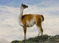 Guanaco stands on the crest of the mountain backdrop of snowy peaks. Torres del Paine. Chile. Royalty Free Stock Photo