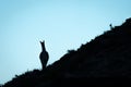 Guanaco stands on steep slope in silhouette